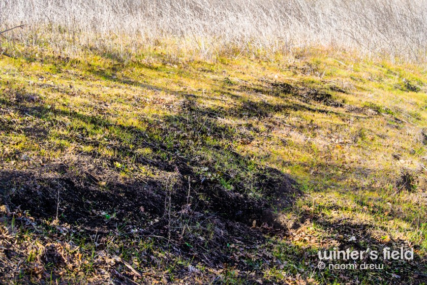 Winter's Field