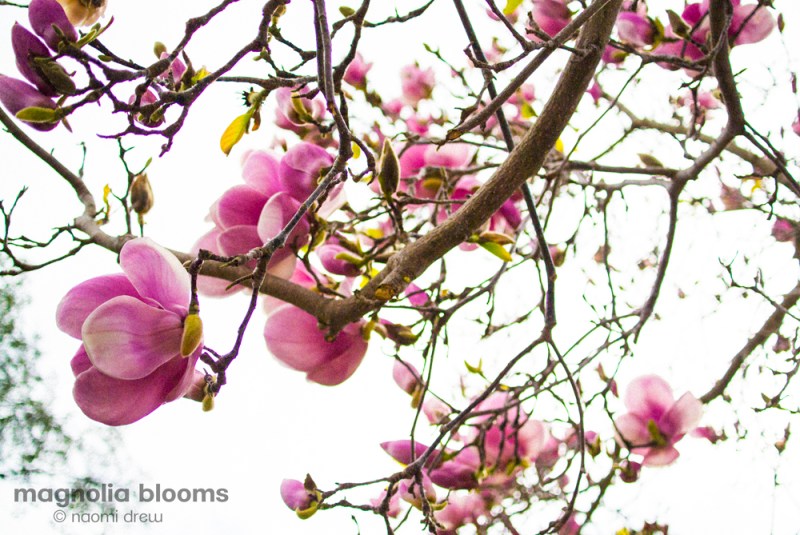 Magnolia Blooms