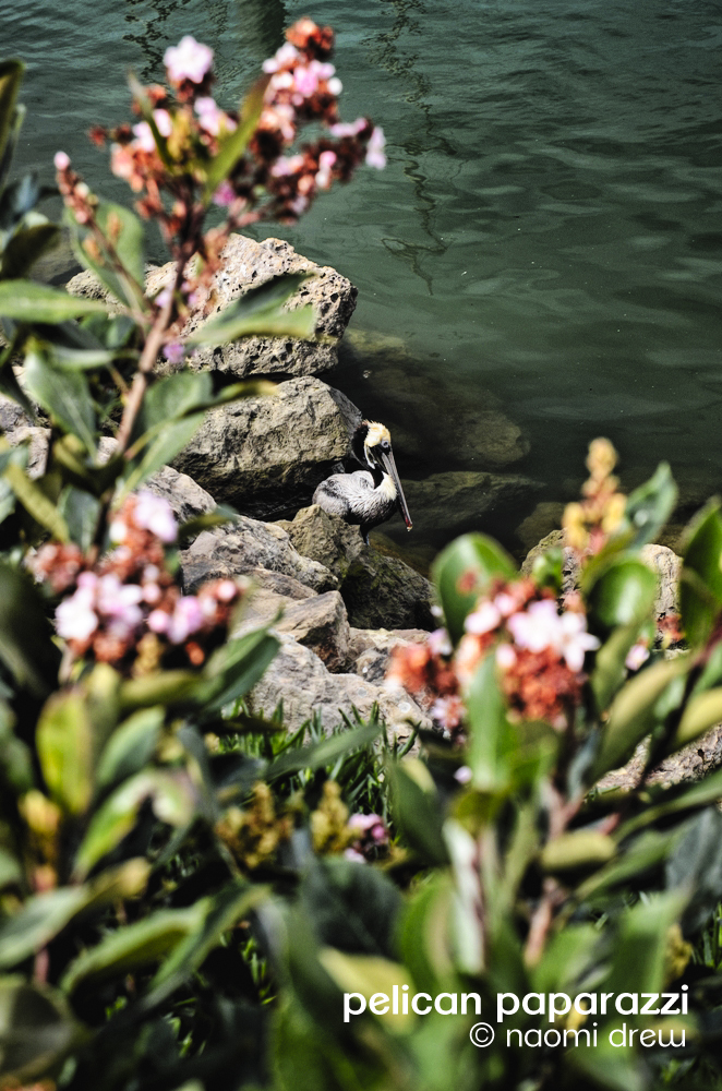 Pelican Paparazzi