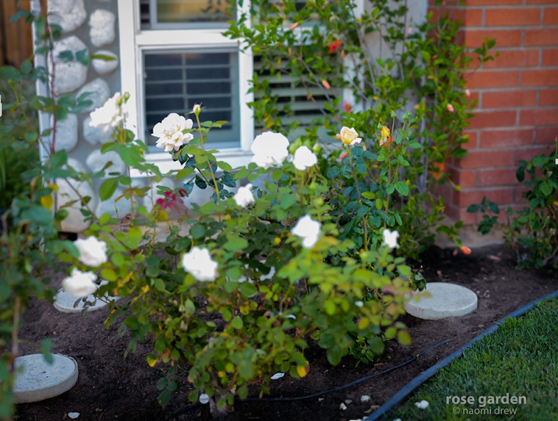 Rose Garden