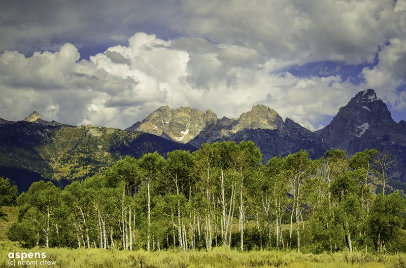 Aspens