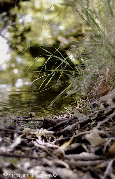 In the Creek
