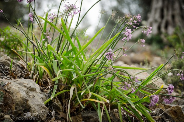 Allium
