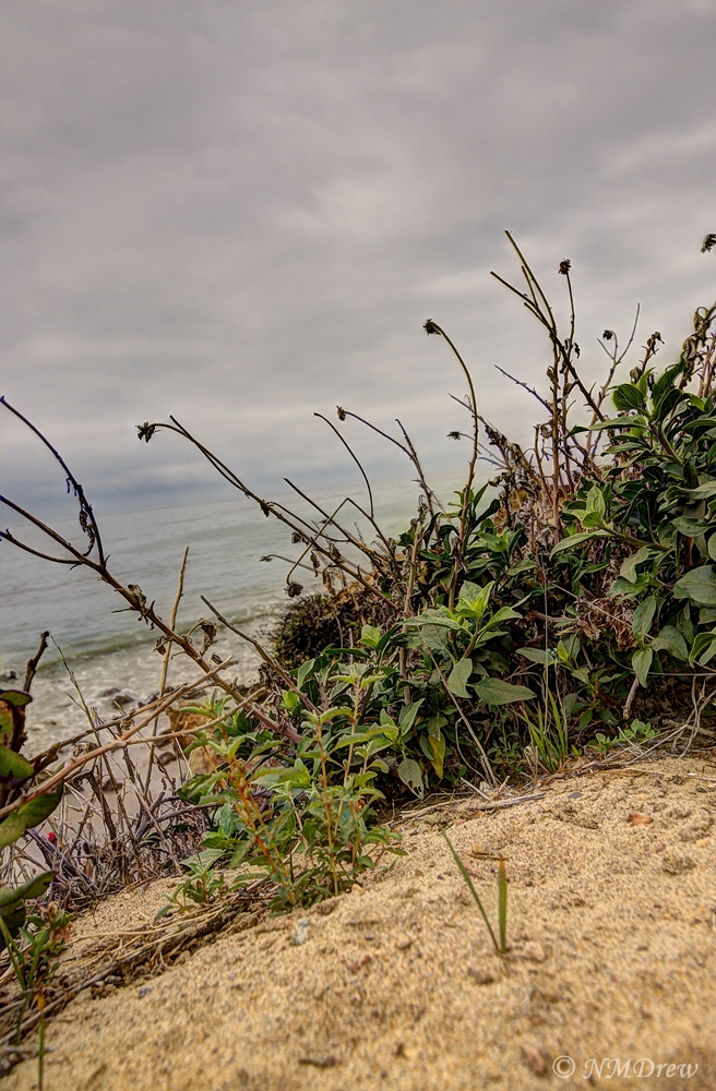 Beach Plants Above El Matador