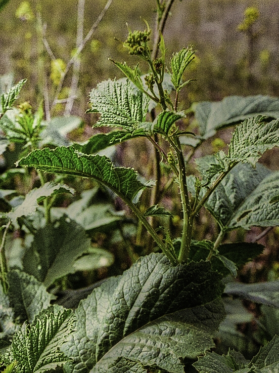Spring Growth Detail