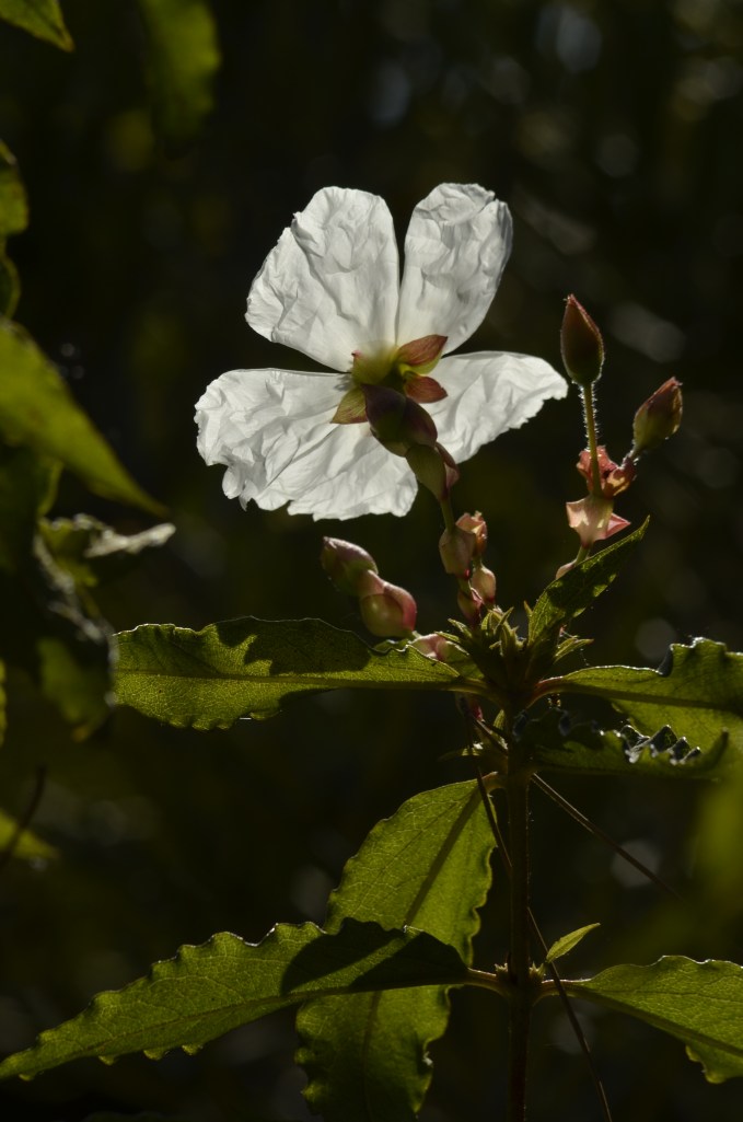 Morning Flower, Color