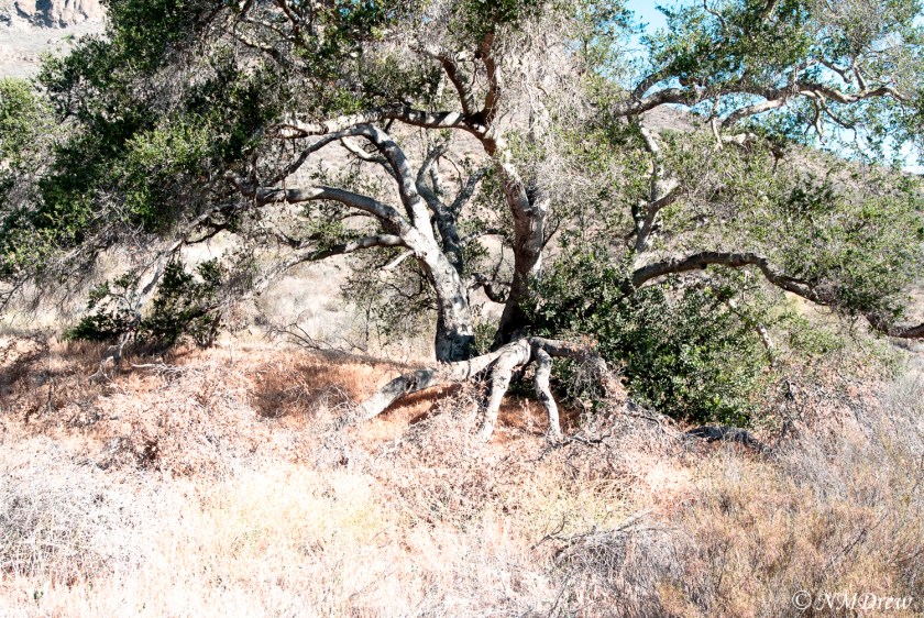 The Living and the Fallen