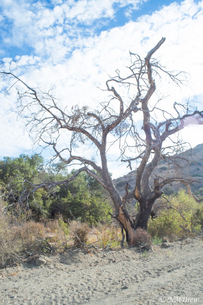 Along the Las Llajas Trail (4 of 6)
