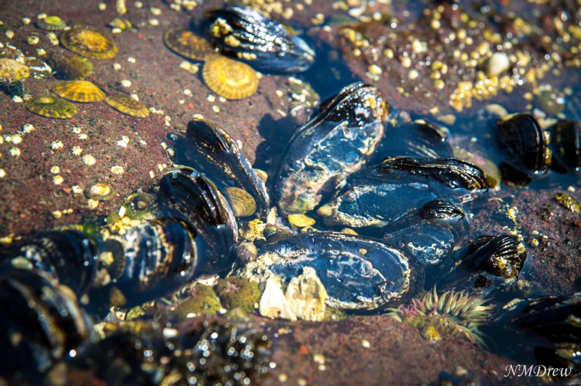 Tide Pool 1 (1 of 1)
