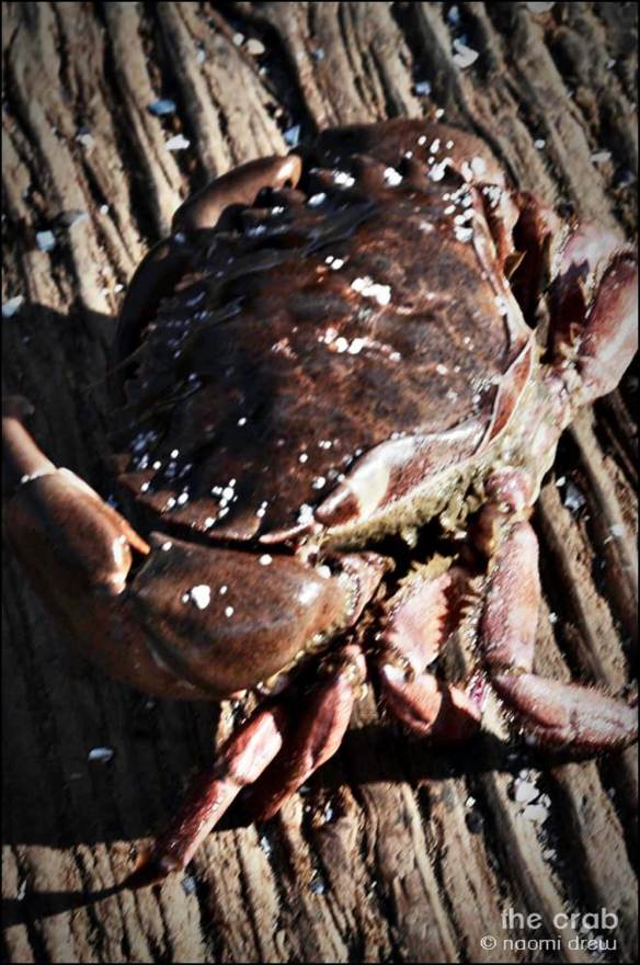 Before the Fading of the Crab