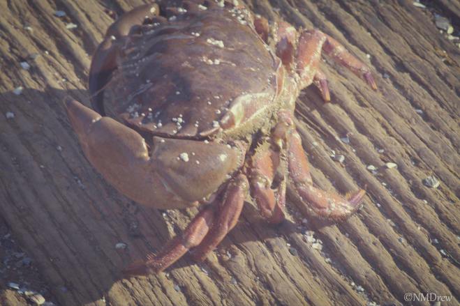 Faded Crab on Pier