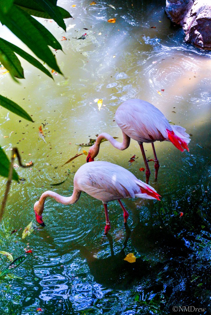 Flamingo Pond Original (1 of 1)