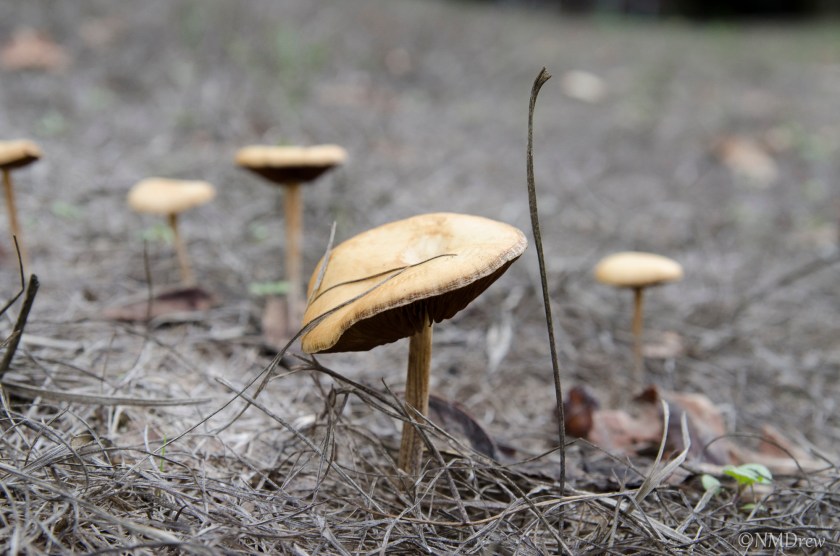 Making of the Mushroom - Original