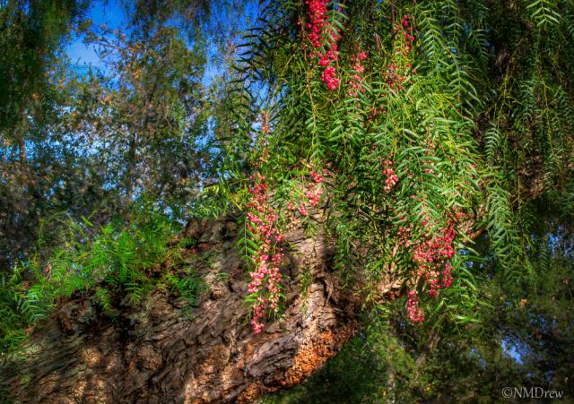 Pepper Tree 