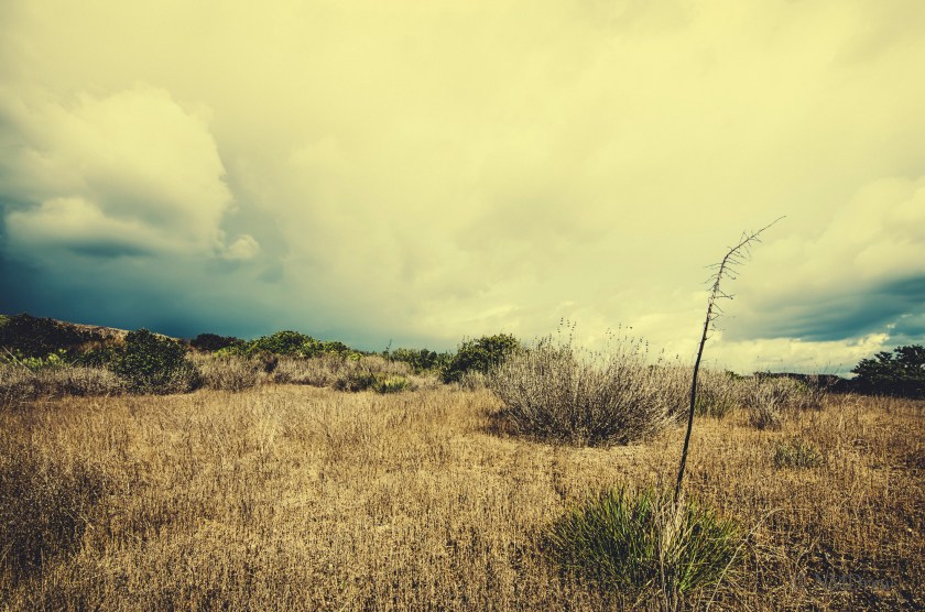 Left Over from Last Year ii