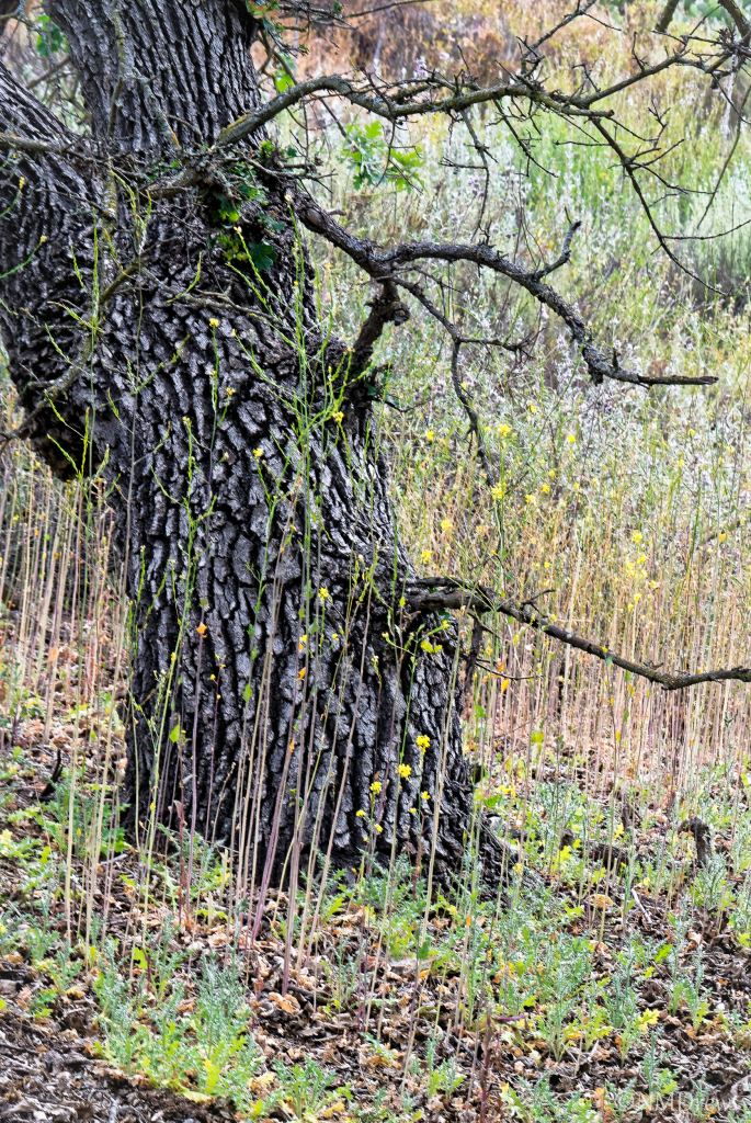 Along the Lower Trail (1 of 1)