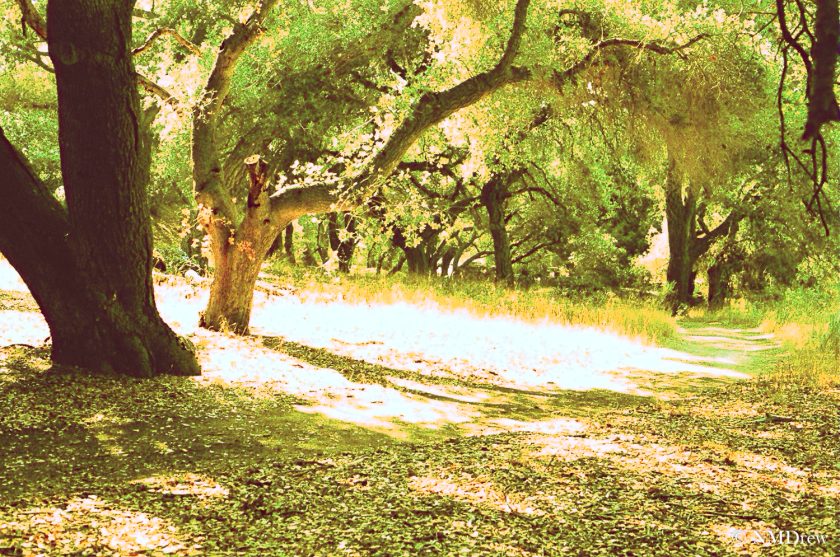 Oaks & Pathway - Sunflower Fields - Topaz Restyle