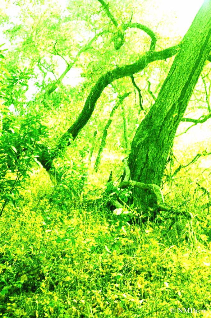 RCCE - Trees 1 (1 of 3)