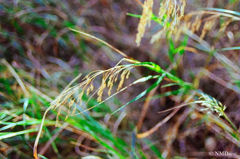 Autumnal Grasses-1