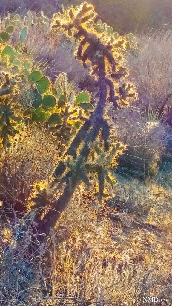 Cholla in the Morning Sun 