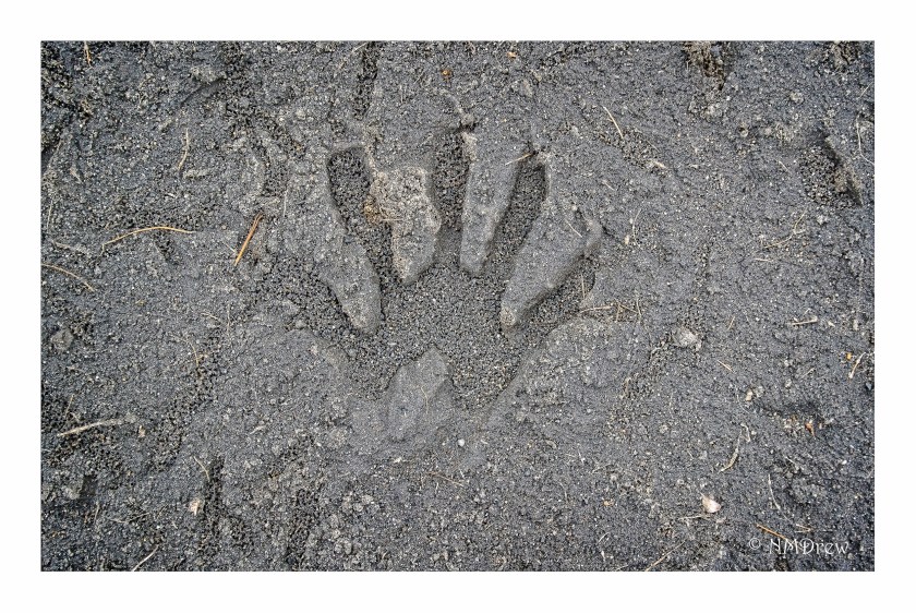 Raccoon Print