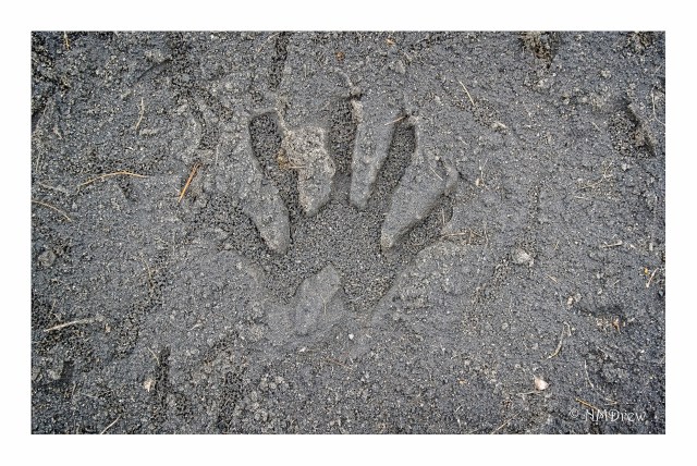 Raccoon Print