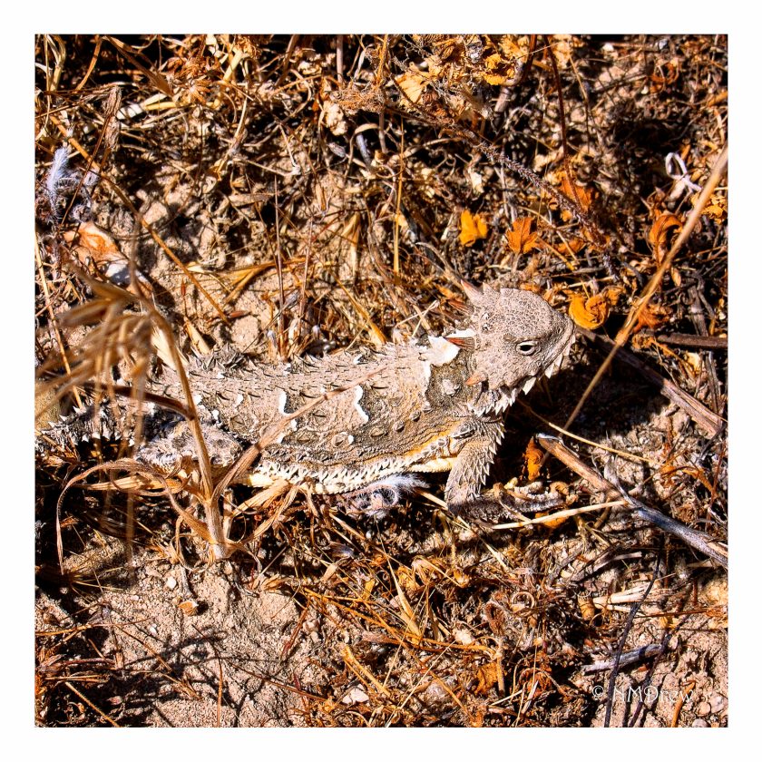 Horned Lizard