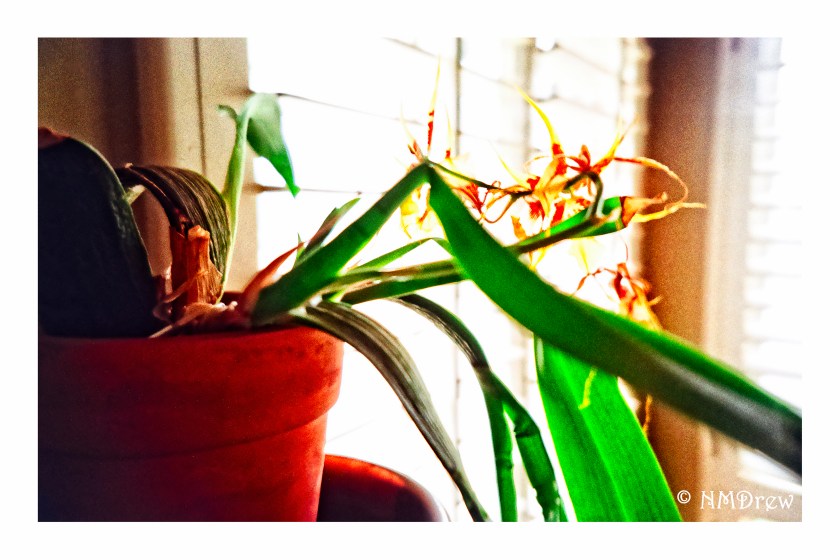 orchid-in-the-window