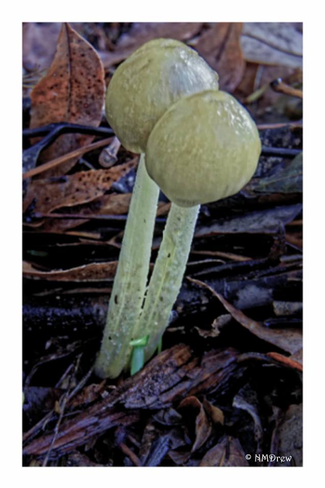 Mushrooms in the Leaves