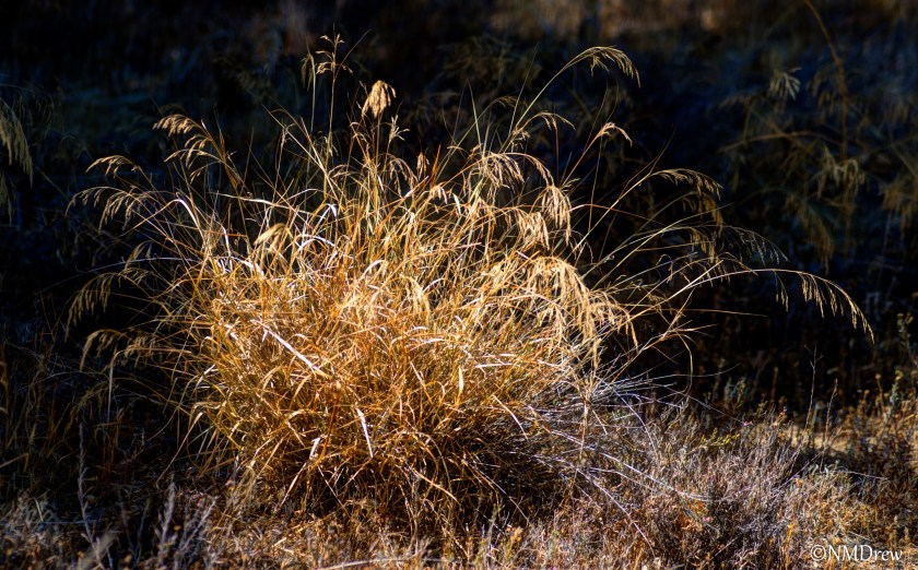 Autumn Grasses