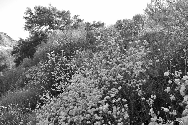 Flowers Along the Trail
