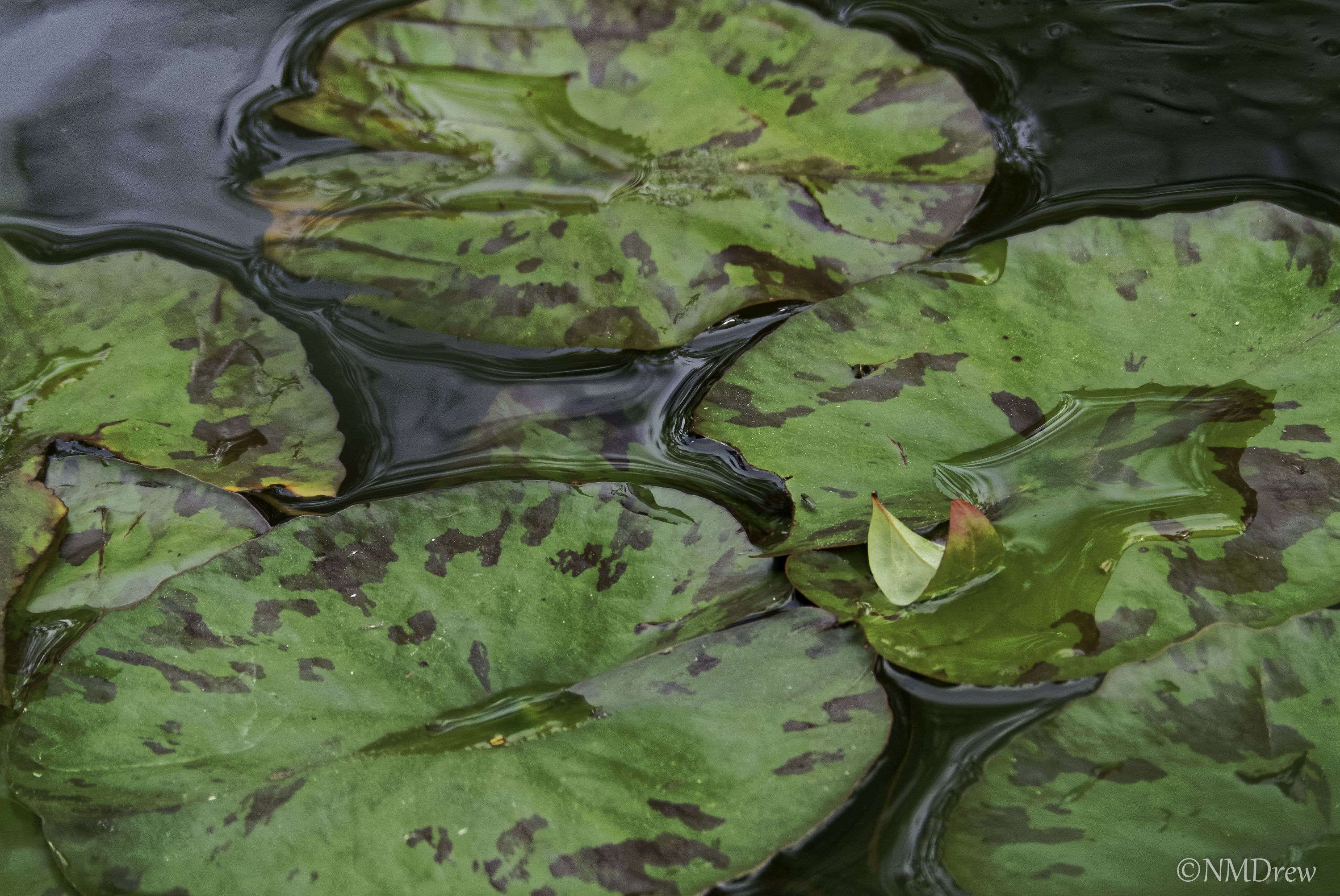 Lily Pads