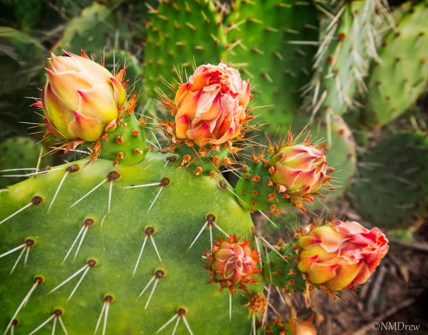 Cacti in Spring