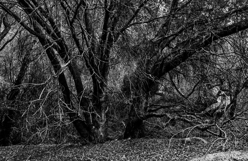 Once Upon A Time, In A Deep, Dark Wood . . ._