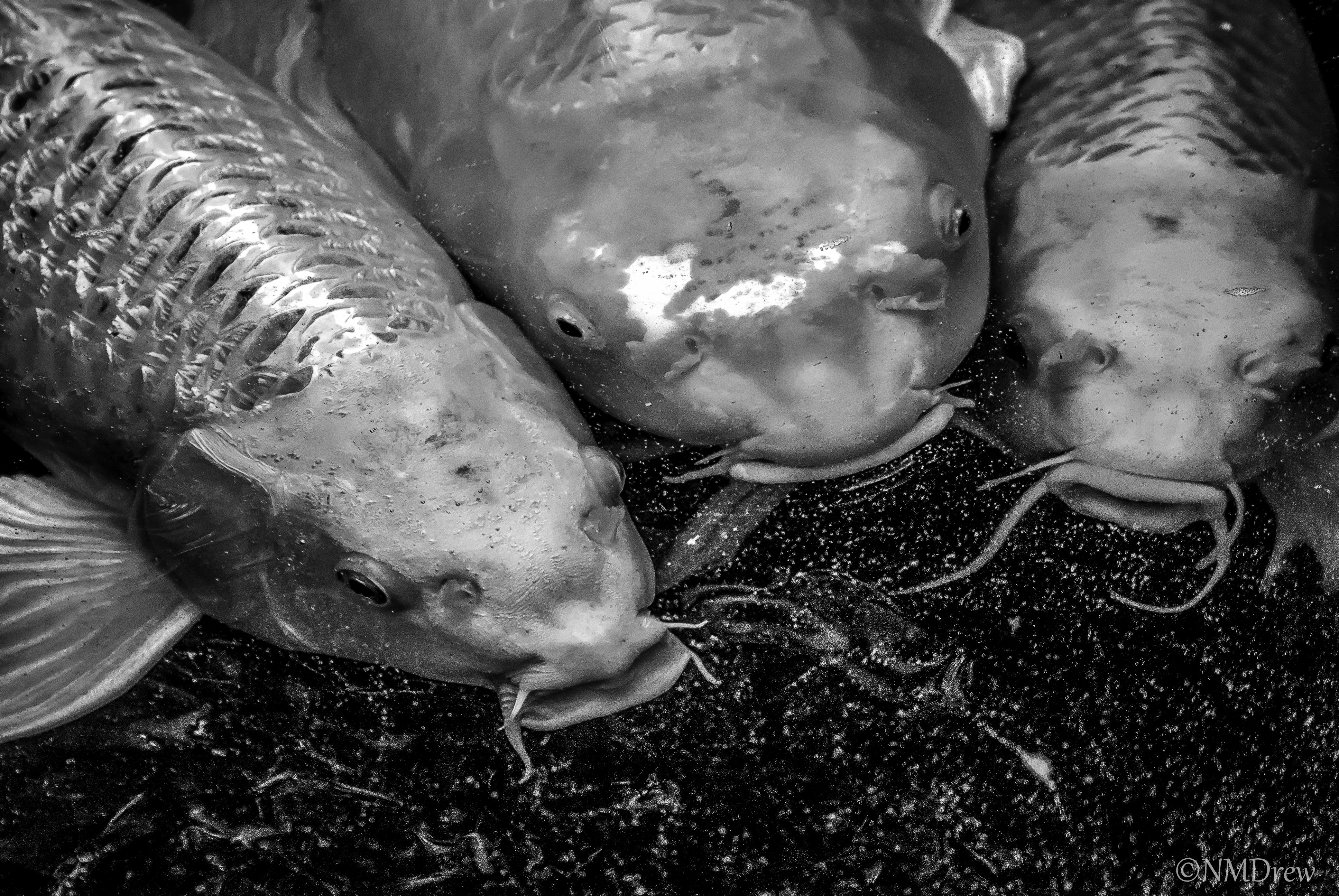 Three Little Fishies