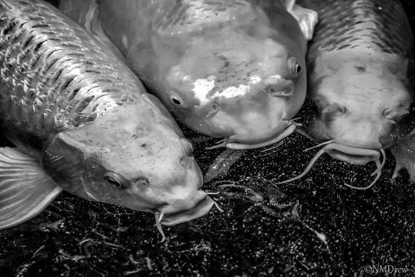 Three Little Fishies