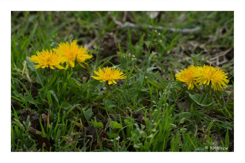 dandelions_