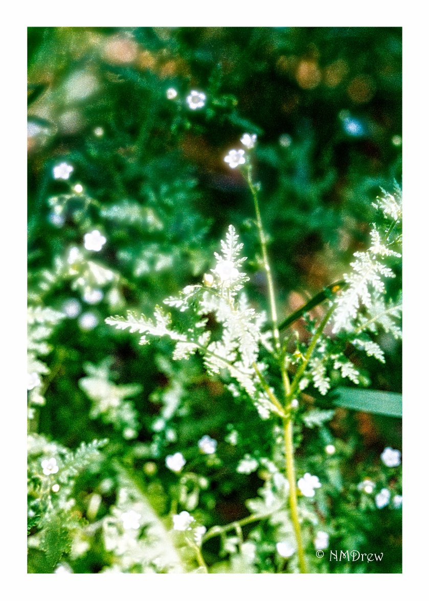Little White Flowers in the Undergrowth