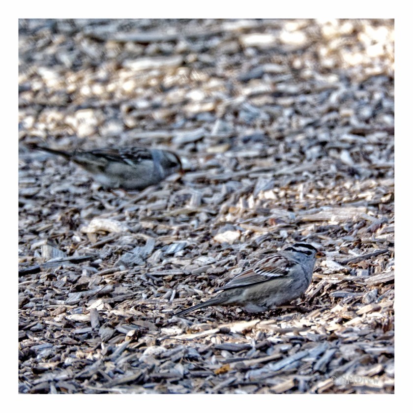 House Finch