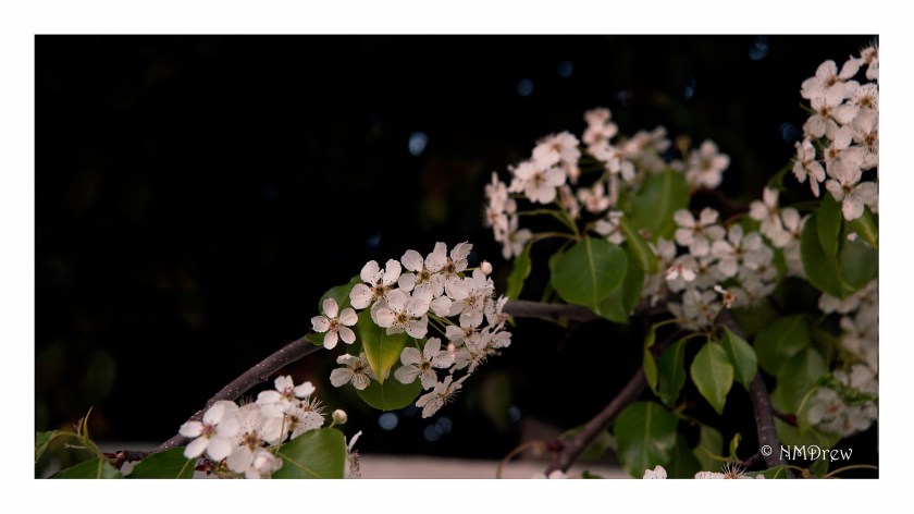 Over the Garden Wall