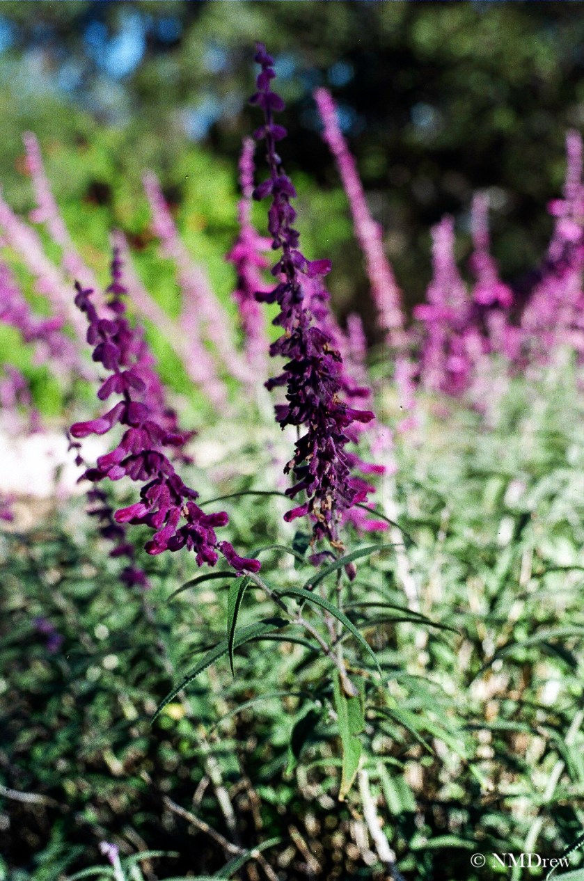 Mexican Sage
