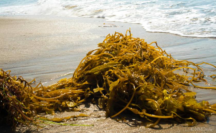 Seaweed