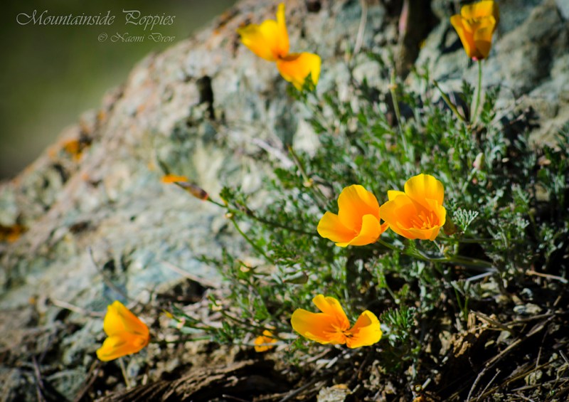 Mountainside Poppies