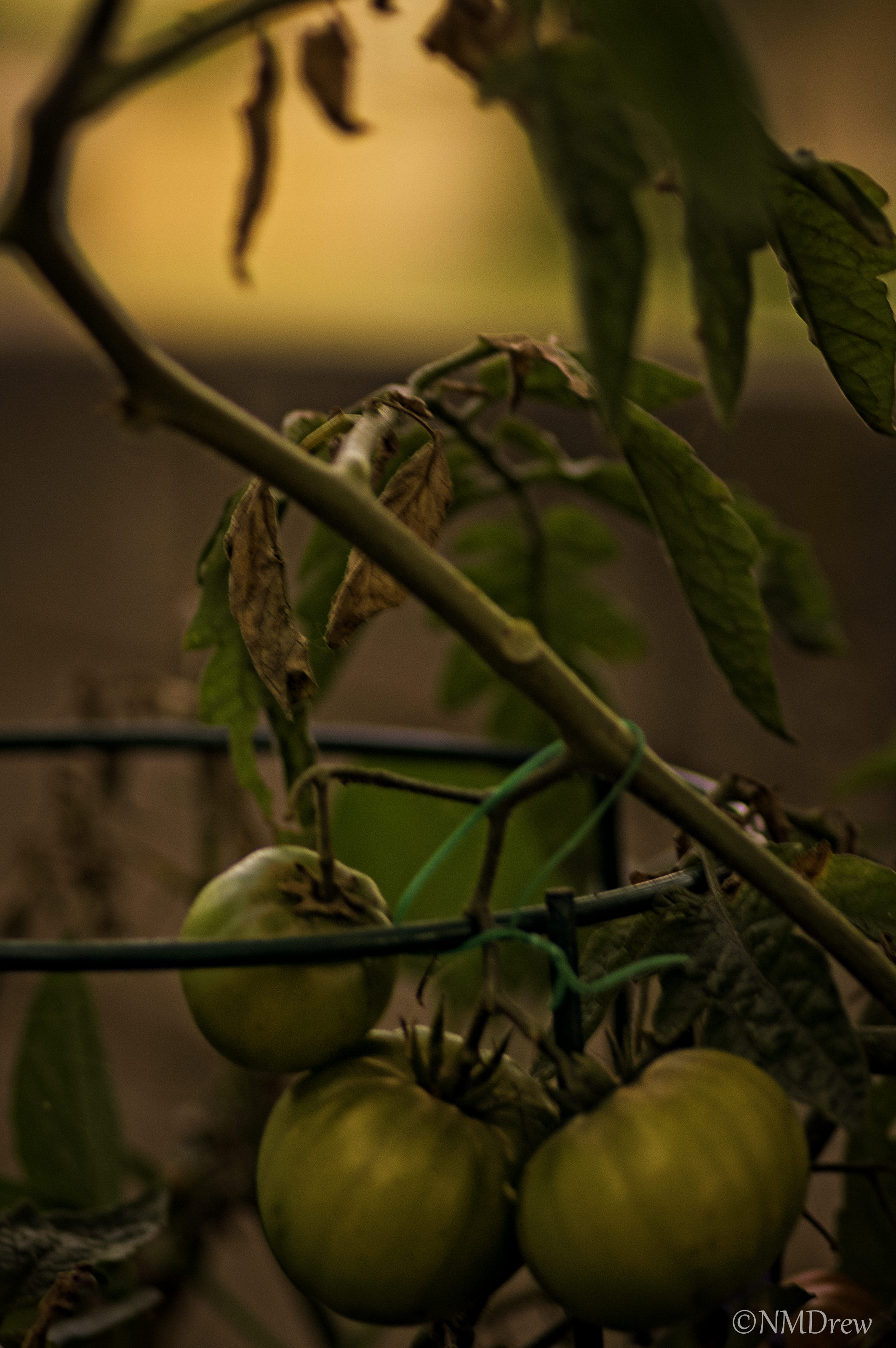 Green Tomatoes at Sunset