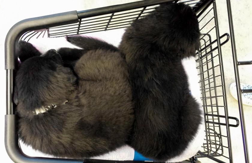 The Day We Brought Them Home