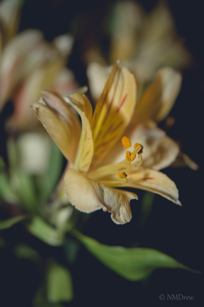 Flowers for the New Year