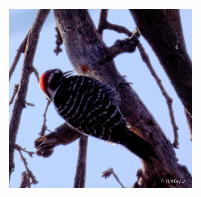 Woodpecker