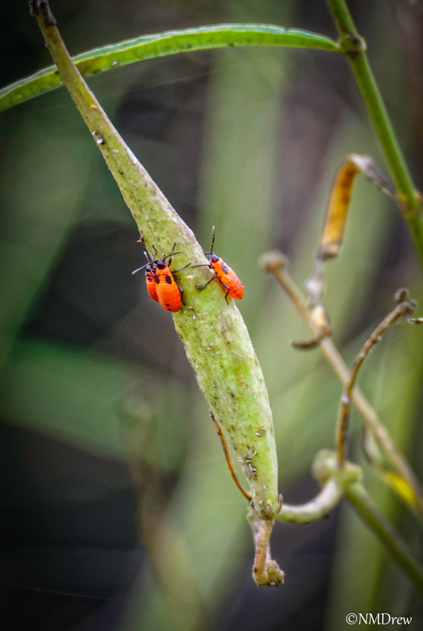 Little Red Bugs