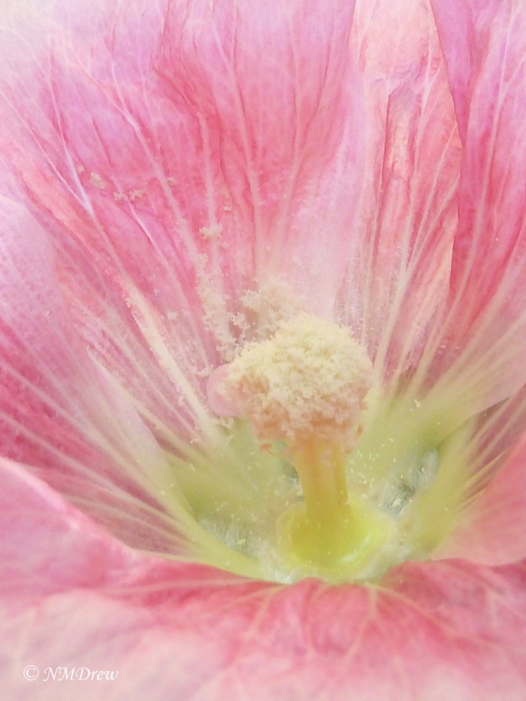 Heart of a Hollyhock