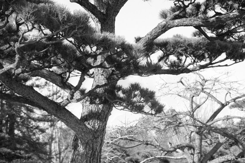 Black Pine i